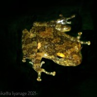 Pseudophilautus hallidayi Manamendra-Arachchi & Pethiyagoda, 2005